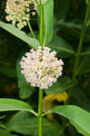 Common milkweed